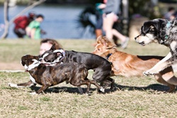 dog park in austin texas