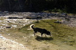 dog park in austin texas